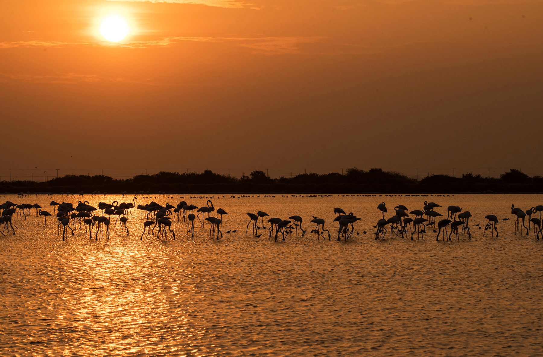 Flamingoes in the Vankalai sanctuary in Mannar, Sri Lanka, during the sunset.