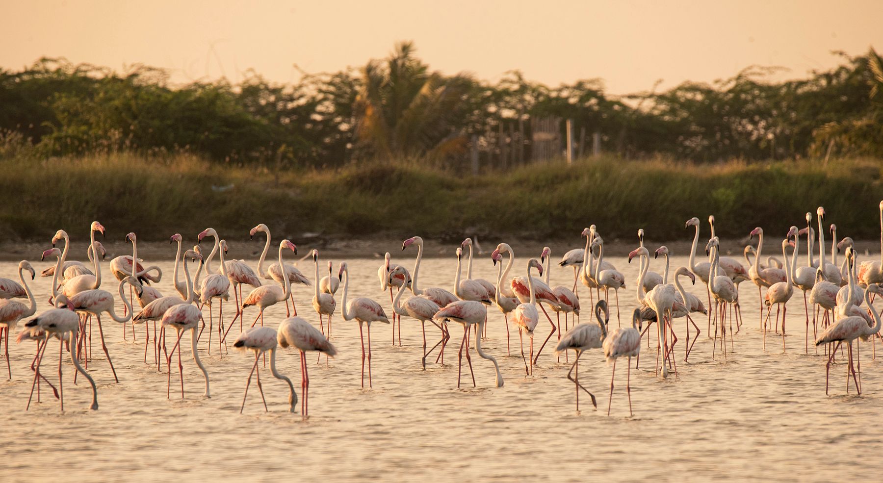 Flamingoes in the Vankalai sanctuary in Mannar, Sri Lanka.