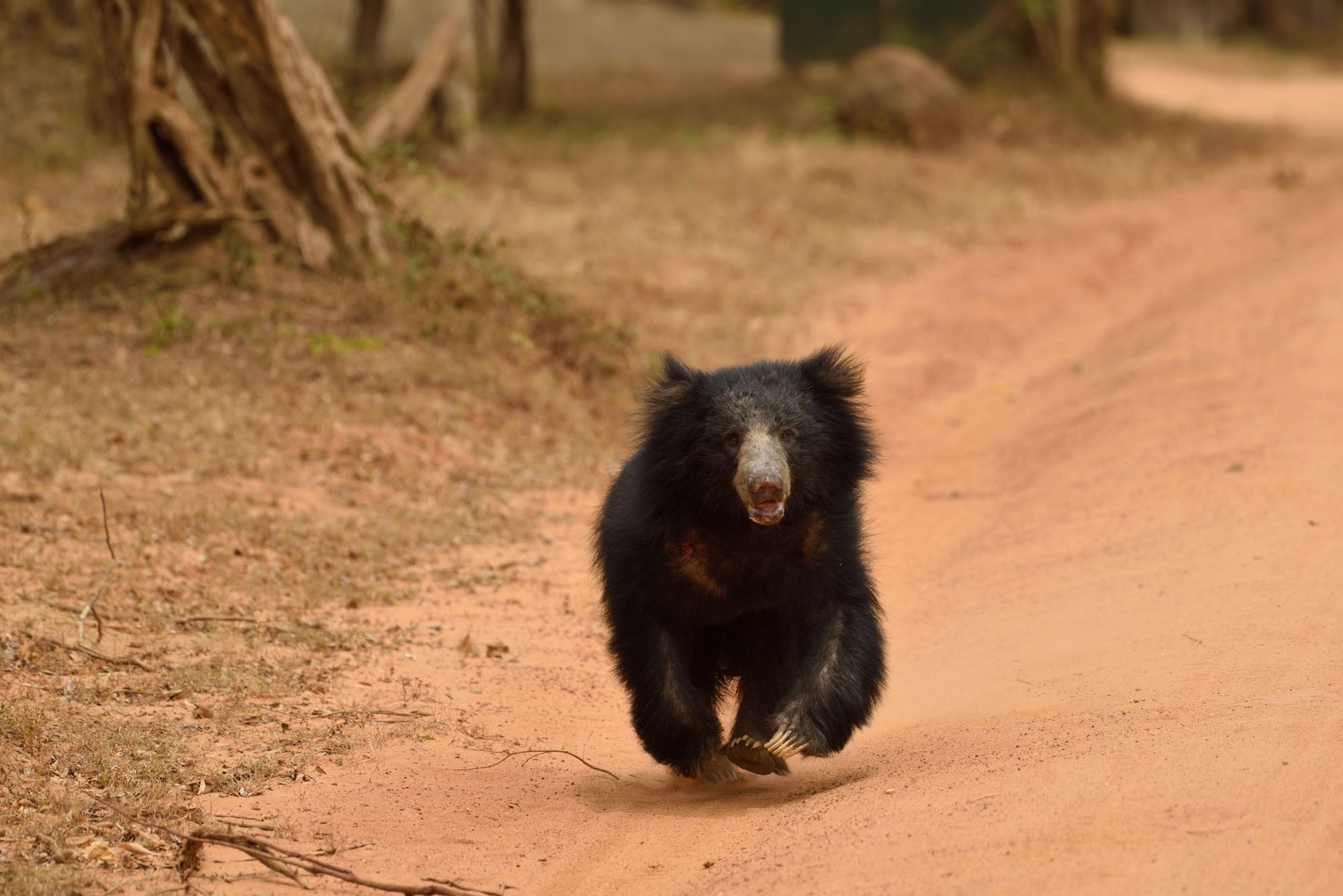 A bear cub at Yala National Park, Sri Lanka