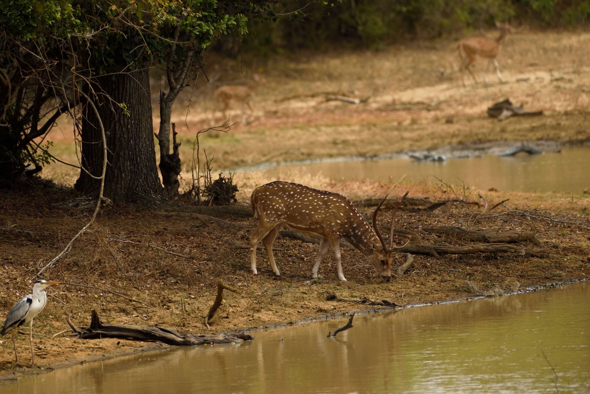 A Ceylon spotted deer at Yala National Park, Sri Lanka