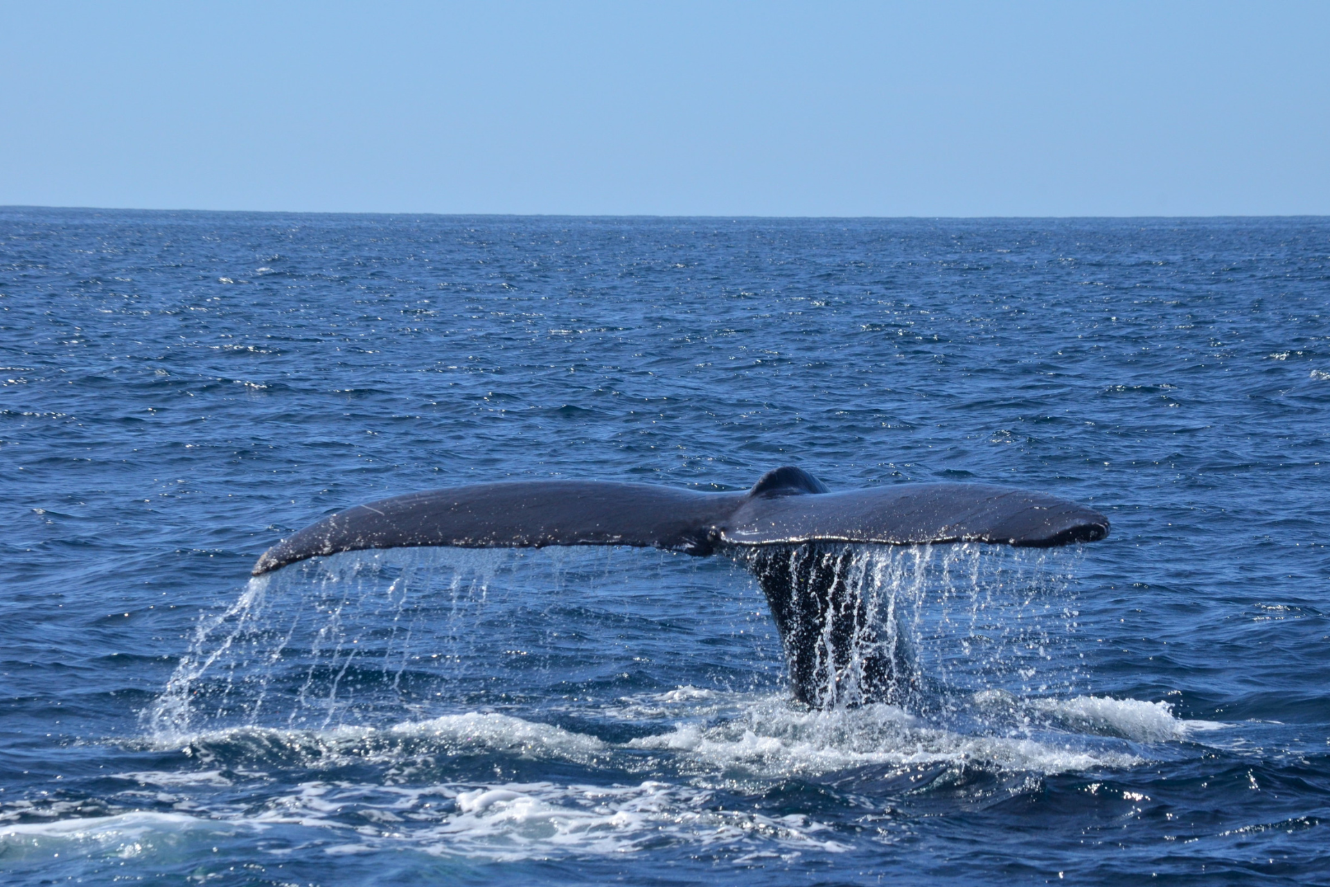 A whale spotted splashing its tail during a whale watching tour in Trincomalee, Sri Lanka