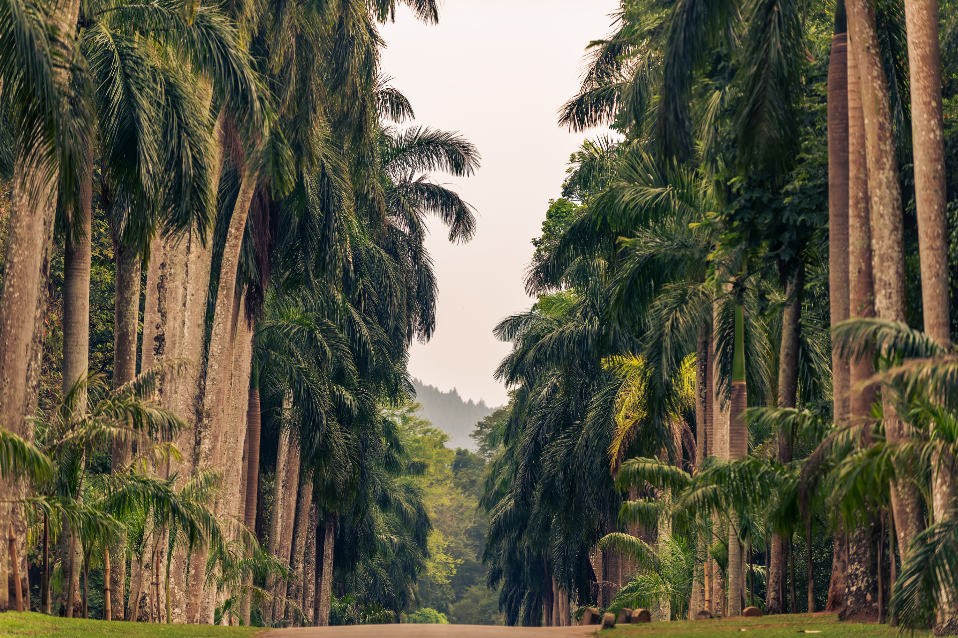 The avenue of palms in Peradeniya Botanical Garden in Kandy, Sri Lanka