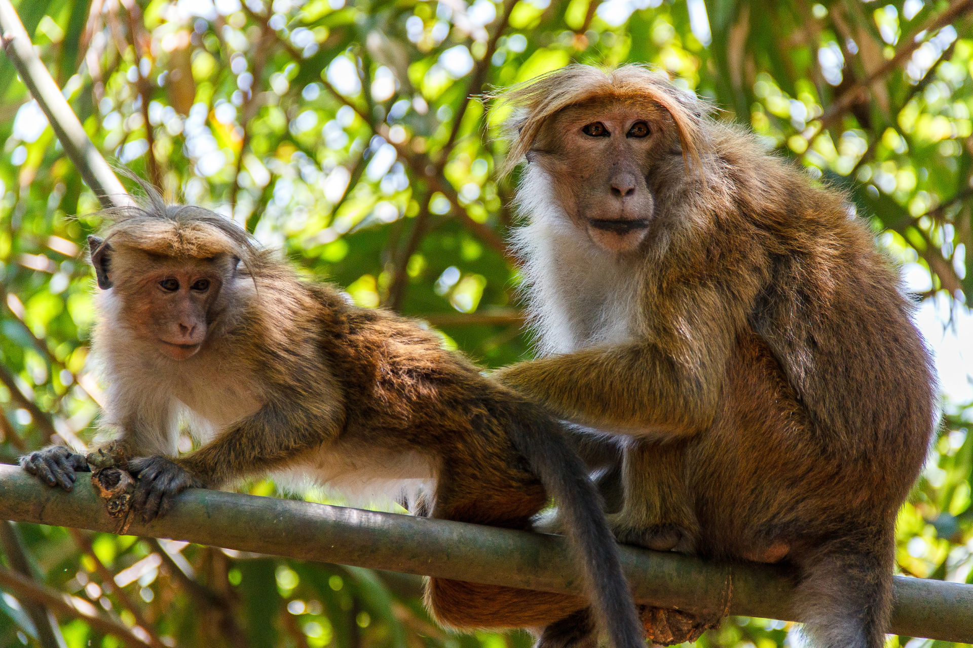 Two monkeys at the Peradeniya Botanical Garden in Kandy, Sri Lanka