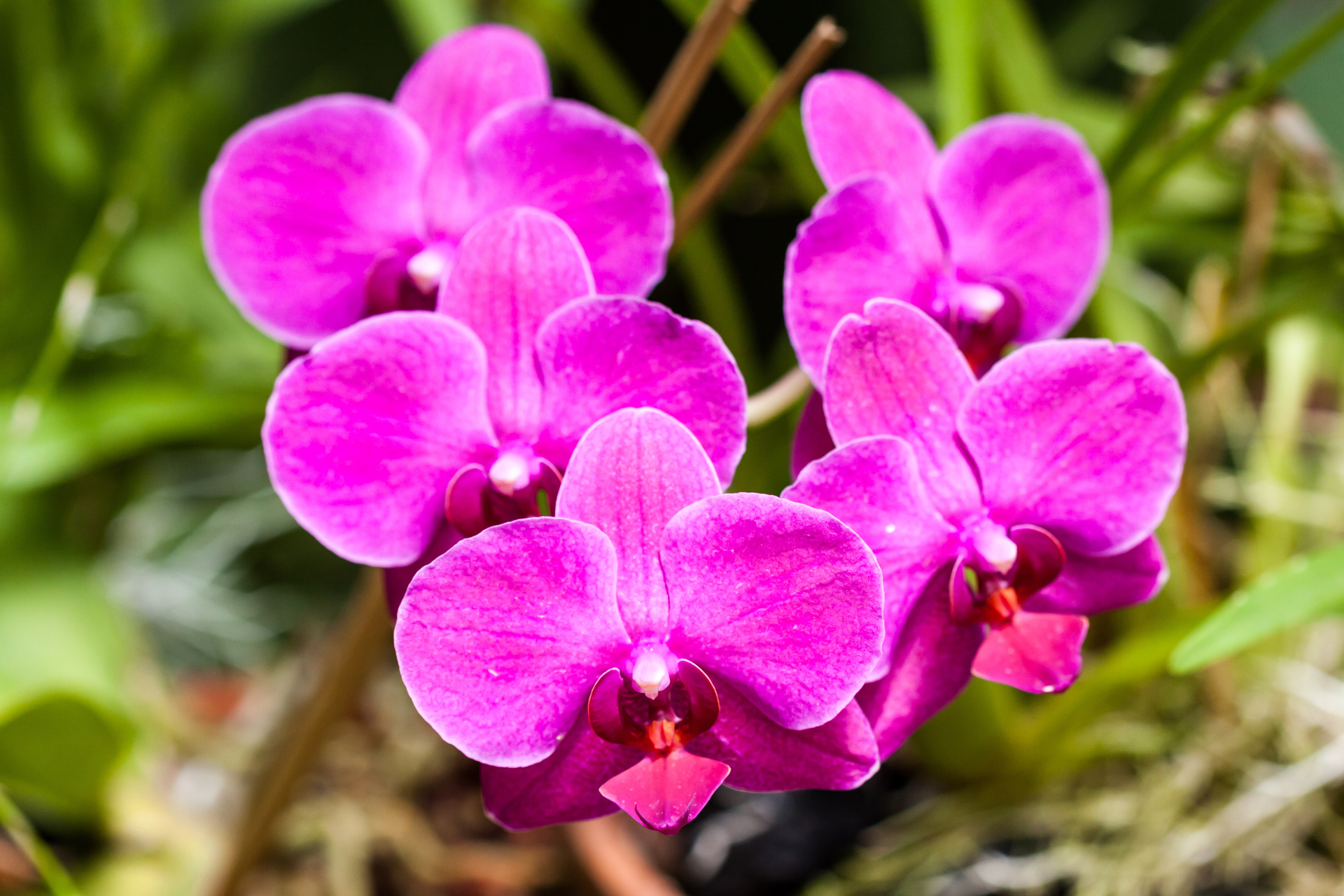 Orchids at the Orchid house of the Peradeniya botanical garden in Kandy, Sri Lanka