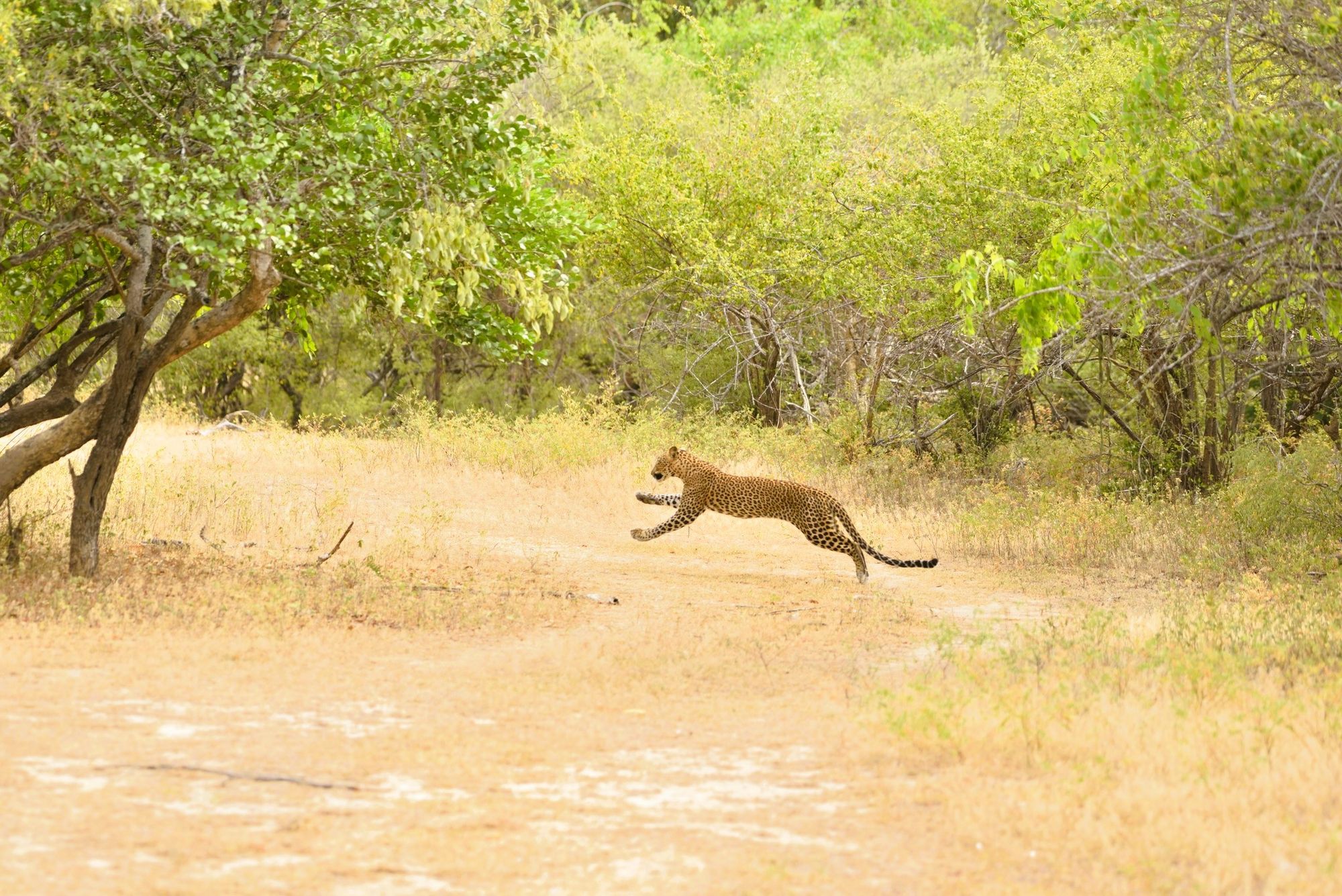 A Sri Lankan Leopard playing at Yala National Park, Sri Lanka