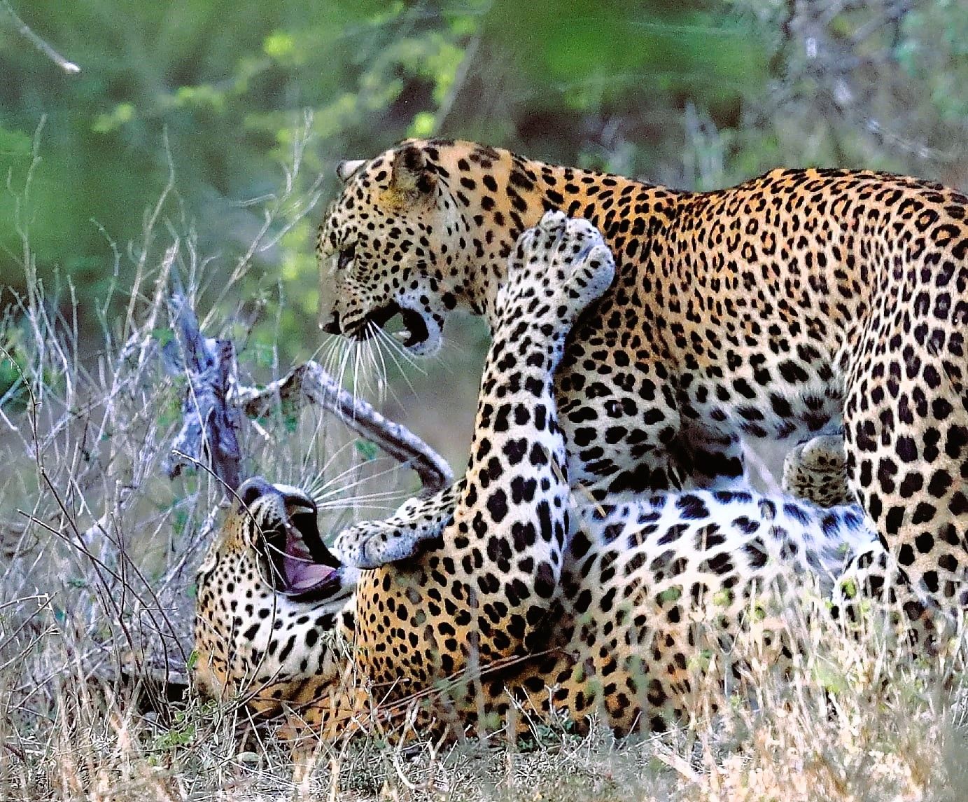 Two Sri Lankan Leopard cubs play fighting at Yala National Park, Sri Lanka
