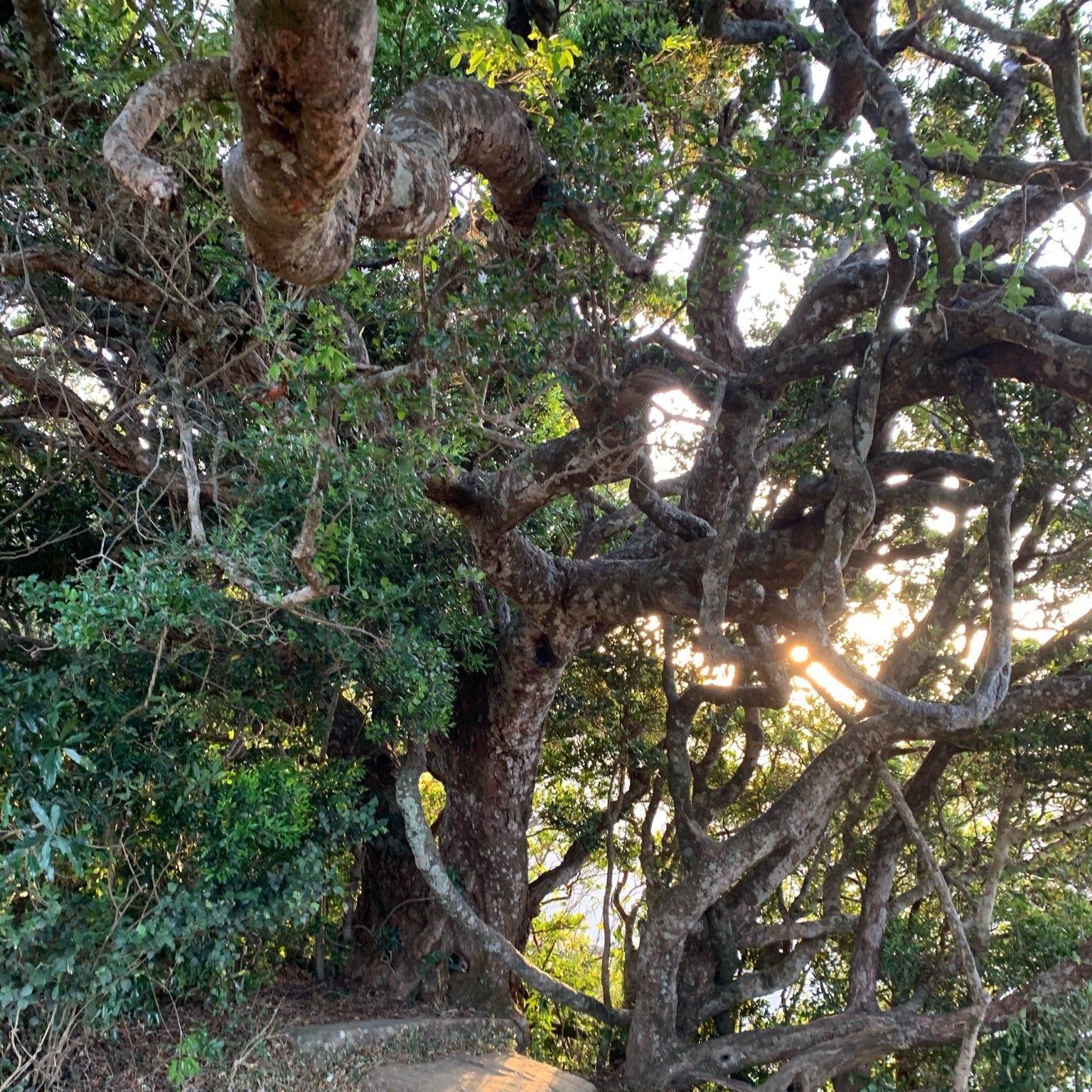 A an unusual tree in Pitawala Pathana in Riverston, Sri Lanka