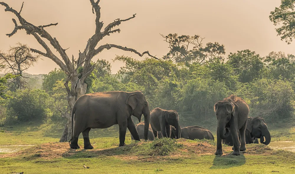 A herd of Asian elephants at Yala National Park