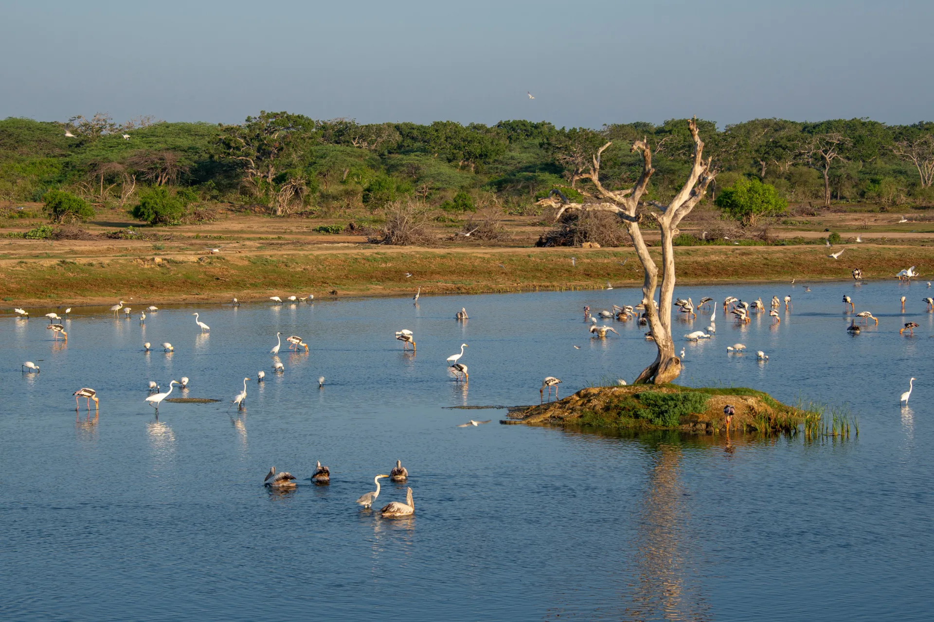 Bundala National Park