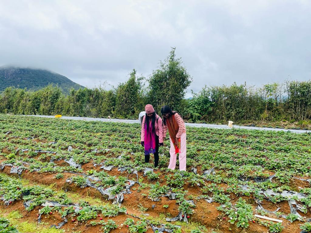 Strawberry Farms in Nuwara Eliya Wonders of Ceylon